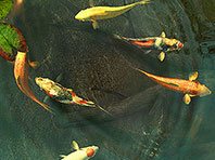 Скриншот заставки Рыбки Кои 3D. Нажмите для увеличения