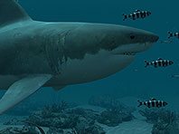 Скриншот заставки Большая Белая Акула 3D. Нажмите для увеличения