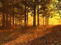 Captura de pantalla del salvapantallas 3D del Bosque de otoño. Click para agrandar
