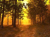 Captura de pantalla del salvapantallas 3D del Bosque de otoño. Click para agrandar
