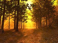 Autumn Forest 3D screensaver screenshot. Click to enlarge