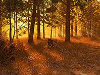 Captura de pantalla del salvapantallas 3D del Bosque de otoño. Click para agrandar