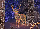 Christmas Walk