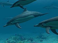 Captura de pantalla del salvapantallas 3D Delfines. Click para agrandar