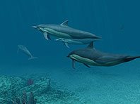 Dolphins 3D screensaver screenshot. Click to enlarge