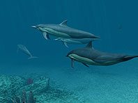 Captura de pantalla del salvapantallas 3D Delfines. Click para agrandar