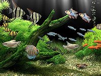 Dream Aquarium 3D screensaver screenshot. Click to enlarge