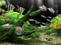 Captura de pantalla del salvapantallas 3D del Acuario de ensueño. Click para agrandar