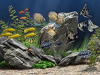 Dream Aquarium 3D screensaver screenshot. Click to enlarge