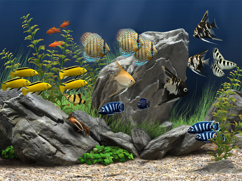 Nếu bạn muốn có một màn hình chống nước chất lượng cao, Dream Aquarium 3D sẽ khiến bạn bồi hồi, lạc trong giữa hiện thực và tưởng tượng. Trải nghiệm cảm giác yên bình và tận hưởng sự đẹp đẽ của đại dương tại nhà với Dream Aquarium 3D chắc chắn sẽ là một trải nghiệm tuyệt vời cho bạn.