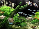 Animated Dream Aquarium