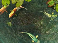 Koi Fish 3D screensaver screenshot. Click to enlarge