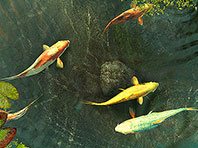 Koi Fish 3D screensaver screenshot. Click to enlarge