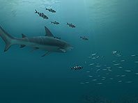 Captura de pantalla del salvapantallas 3D de Tiburones. Click para agrandar