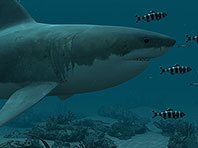 Sharks - Great White 3D screensaver screenshot. Click to enlarge