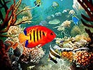 Tropical Fish Tank